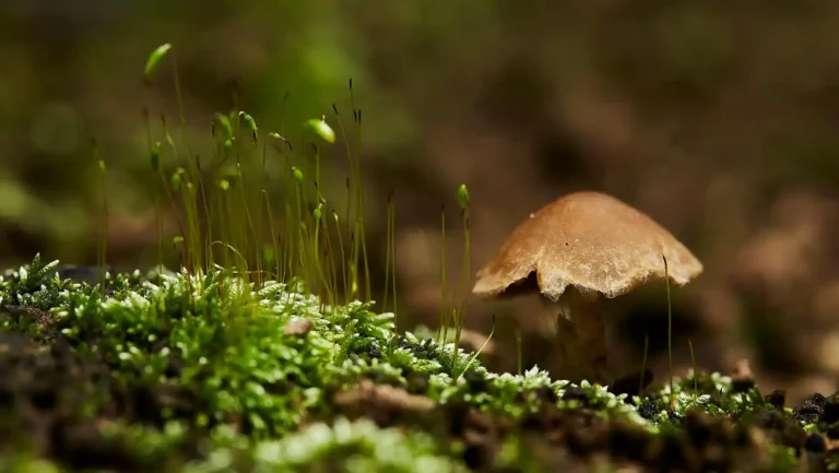 ICTQual Level 3 Diploma in Wildlife Habitat Analysis