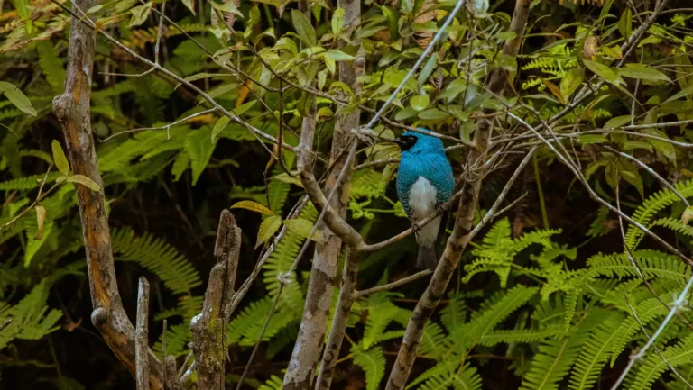 ICTQual Level 3 Diploma in Wildlife Photography Field Techniques