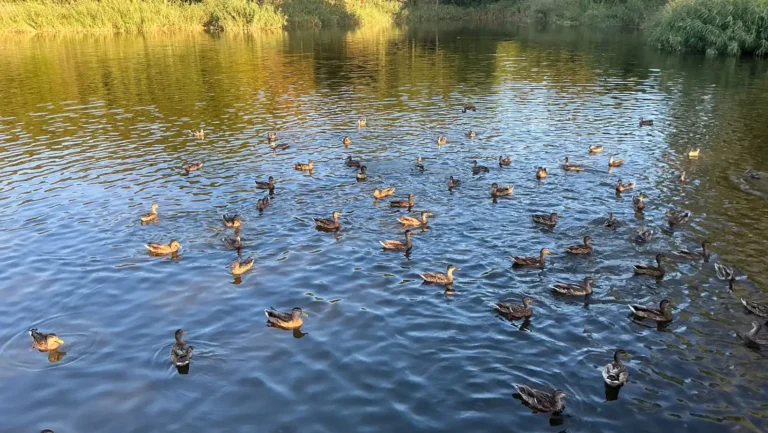 ICTQual Level 3 Diploma in Wildlife Population Assessment Techniques