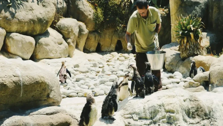 ICTQual Level 3 Diploma in Zoo Management and Animal Keeping