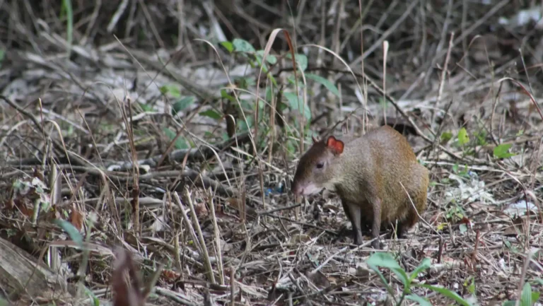 ICTQual Level 3 Award in Mammalogy and Small Mammals Study Techniques