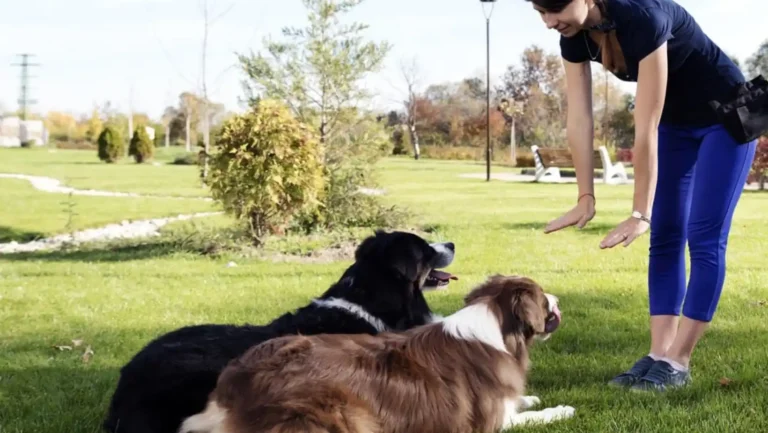 ICTQual Level 4 Diploma in Animal Behavior and Adaptations