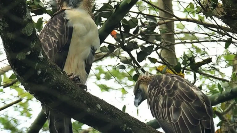 ICTQual Level 4 Diploma in Captive / Conservation Breeding Techniques