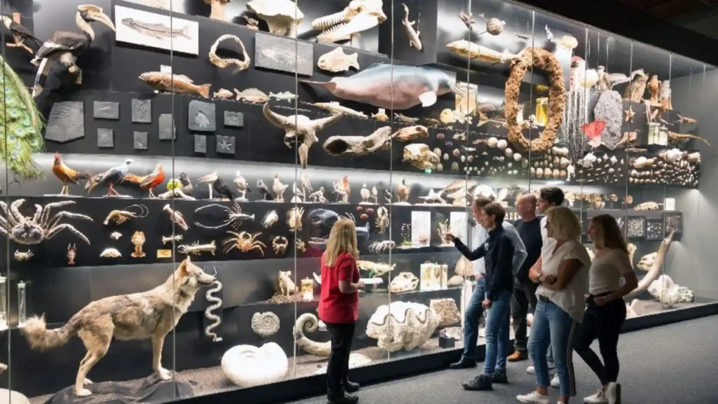 ICTQual Level 4 Diploma in Natural History Museum Development