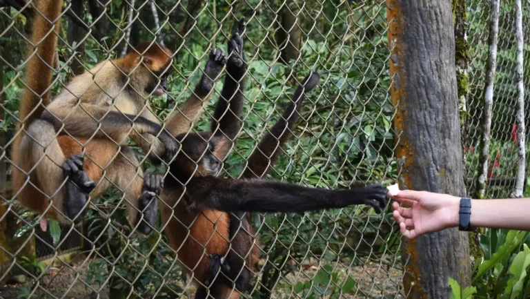 ICTQual Level 4 Diploma in Wildlife Damage Control