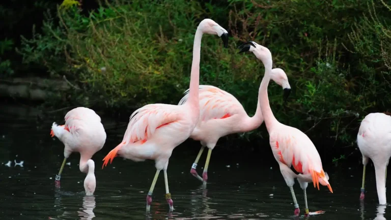 ICTQual Level 4 Diploma in Zoo Management and Animal Keeping