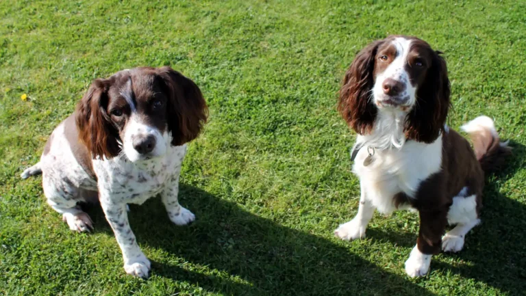 ICTQual Level 5 Diploma in Captive / Conservation Breeding Techniques