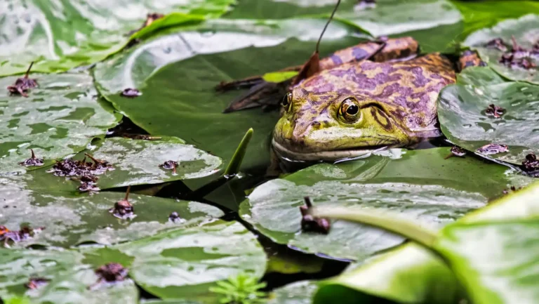 ICTQual Level 5 Diploma in Herpetology and Herpetological Survey Techniques