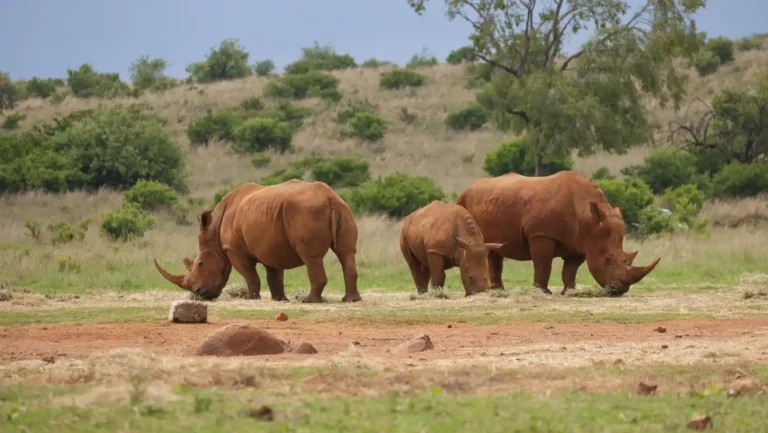 ICTQual Level 5 Diploma in Mammalogy and Large Mammals Study Techniques