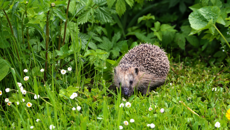 ICTQual Level 5 Diploma in Mammalogy and Small Mammals Study Techniques