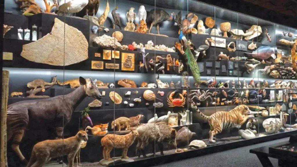 ICTQual Level 5 Diploma in Natural History Museum Development