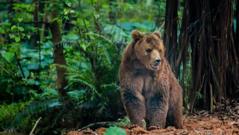 ICTQual Level 5 Diploma in Principles of Wildlife Management