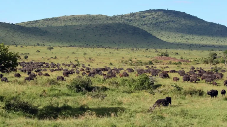 ICTQual Level 5 Diploma in Wildlife Habitat Analysis