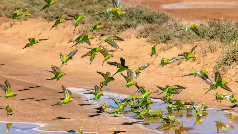 ICTQual Level 5 Diploma in Wildlife Population Assessment Techniques