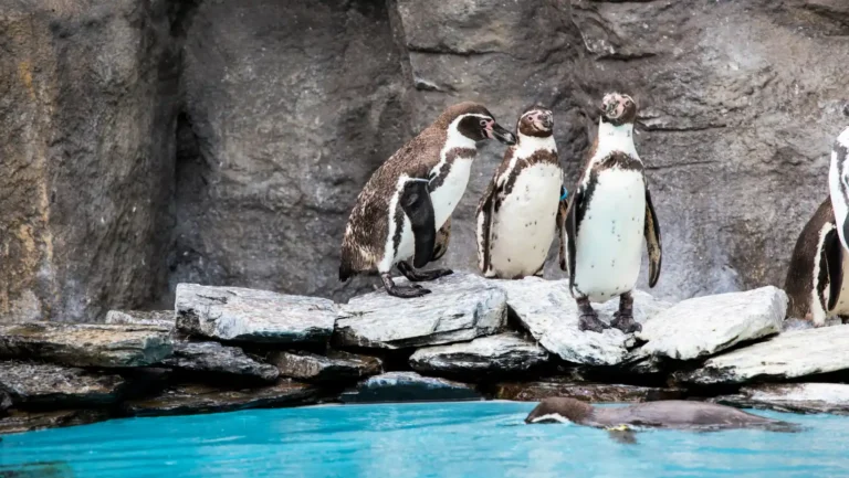 ICTQual Level 5 Diploma in Zoo Management and Animal Keeping