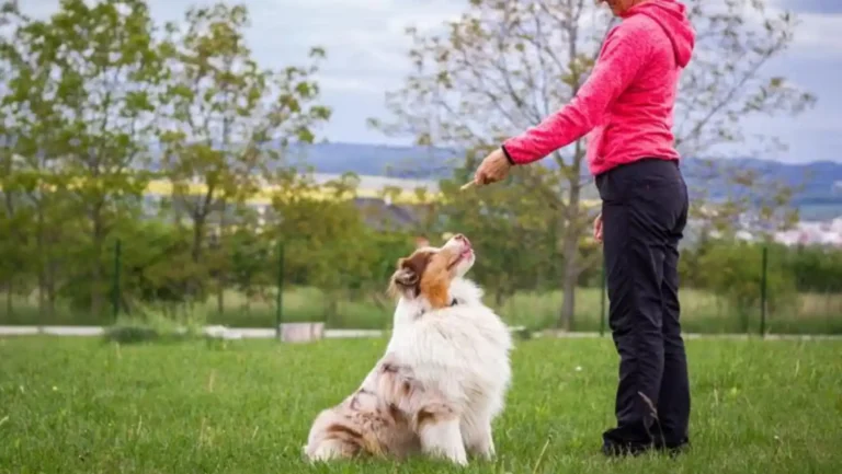 ICTQual Level 6 Diploma in Animal Behavior and Adaptations