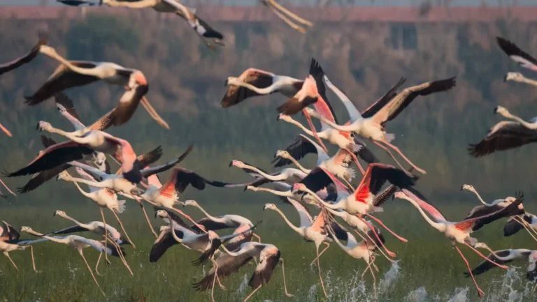 ICTQual Level 6 Diploma in Bird Watching Techniques