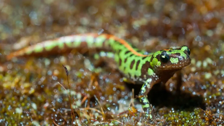 ICTQual Level 6 Diploma in Herpetology and Herpetological Survey Techniques