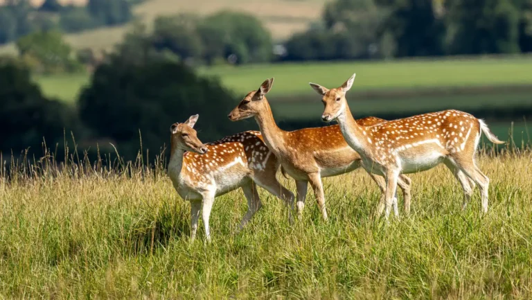ICTQual Level 6 Diploma in Mammalogy and Large Mammals Study Techniques