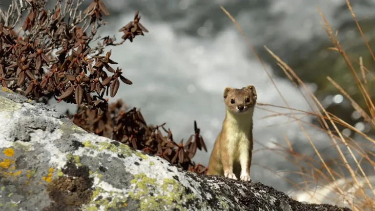 ICTQual Level 6 Diploma in Mammalogy and Small Mammals Study Techniques