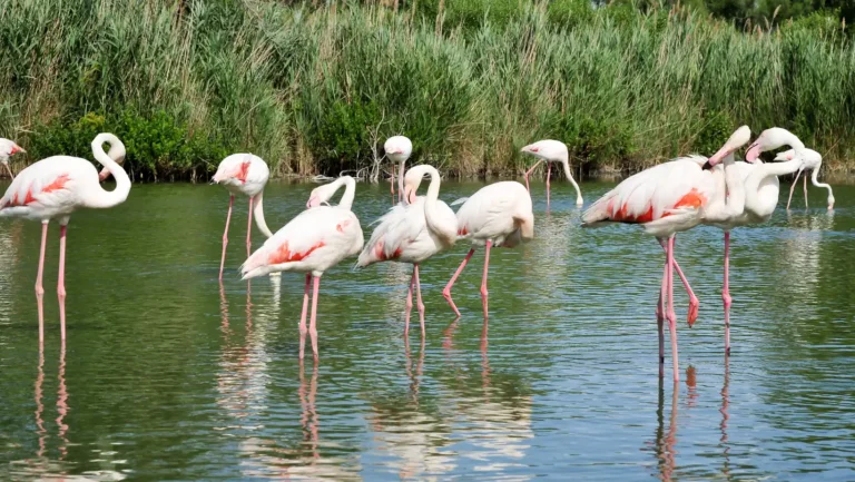 ICTQual Level 6 Diploma in Ornithology Survey Techniques