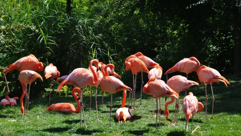 ICTQual Level 6 Diploma in Principles of Animal Taxonomy