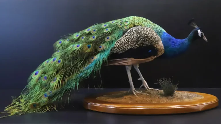 ICTQual Level 6 Diploma in Taxidermy and Animal Preservation Techniques