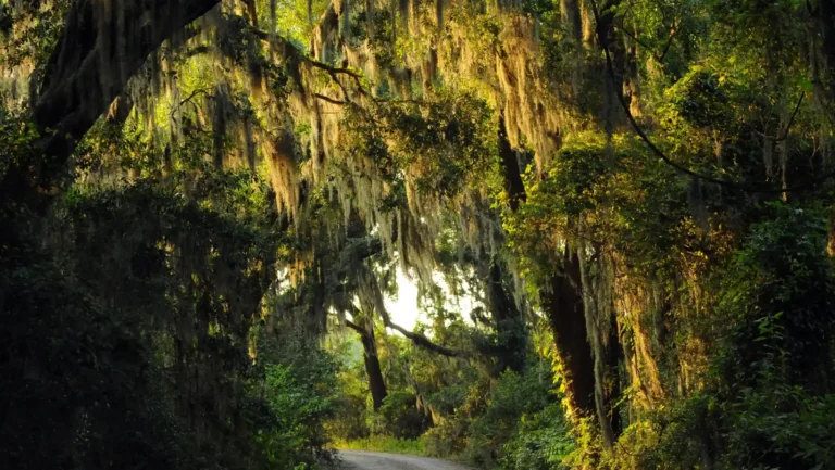 ICTQual Level 6 Diploma in Wildlife Habitat Analysis