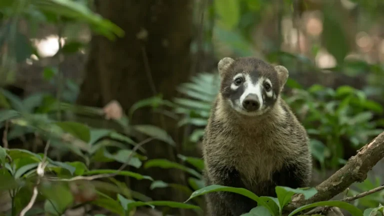 ICTQual Level 6 Diploma in Wildlife Population Assessment Techniques