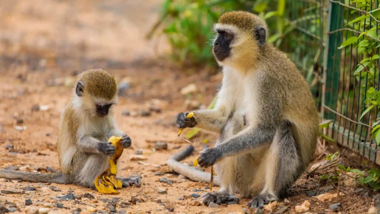 ICTQual Level 6 Diploma in Zoo Management and Animal Keeping