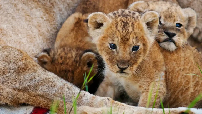 ICTQual Level 7 Diploma in Animal Behavior and Adaptations