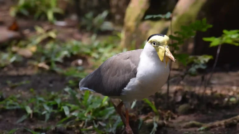 ICTQual Level 7 Diploma in Captive / Conservation Breeding Techniques