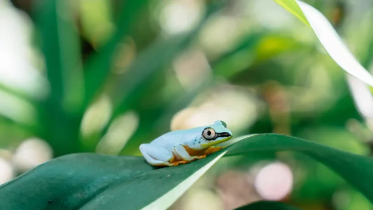 ICTQual Level 7 Diploma in Herpetology and Herpetological Survey Techniques