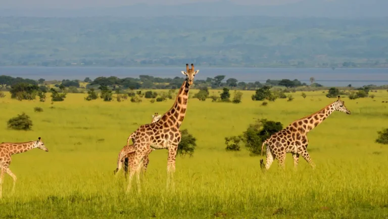 ICTQual Level 7 Diploma in Mammalogy and Large Mammals Study Techniques