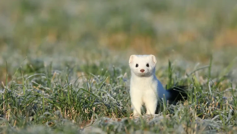 ICTQual Level 7 Diploma in Mammalogy and Small Mammals Study Techniques