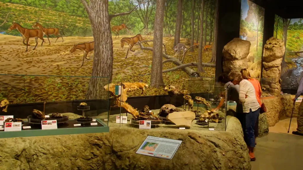 ICTQual Level 7 Diploma in Natural History Museum Development