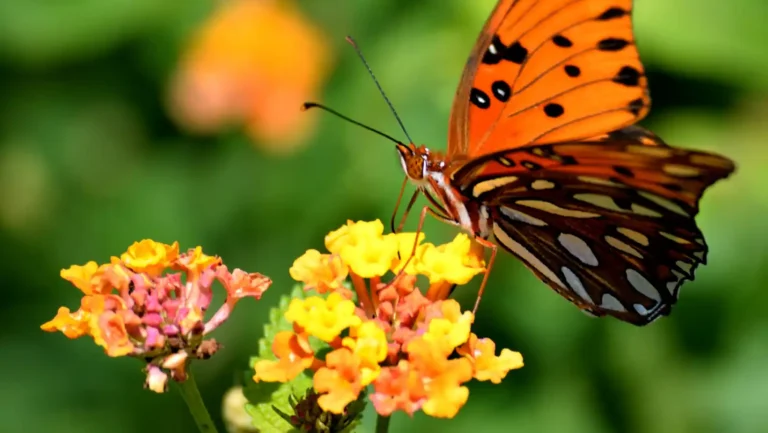 ICTQual Level 7 Diploma in Principles of Wildlife Management