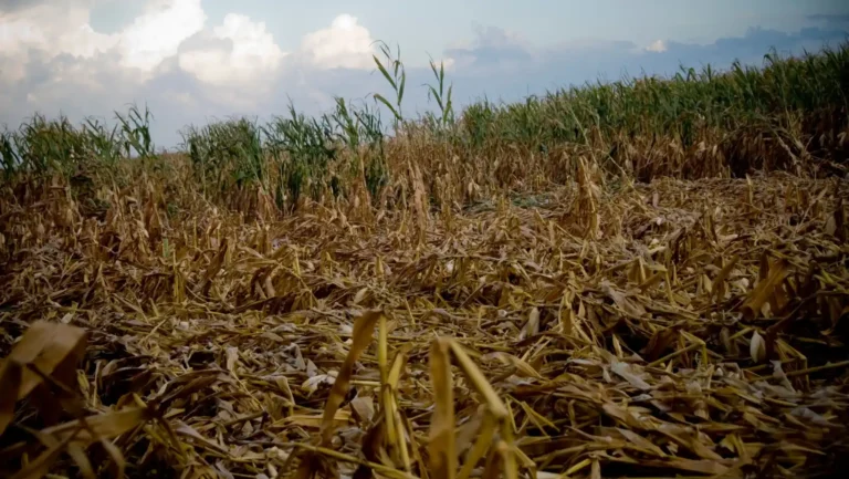 ICTQual Level 7 Diploma in Wildlife Damage Control