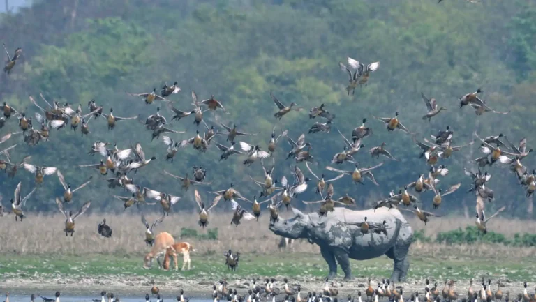 ICTQual Level 7 Diploma in Wildlife Habitat Analysis