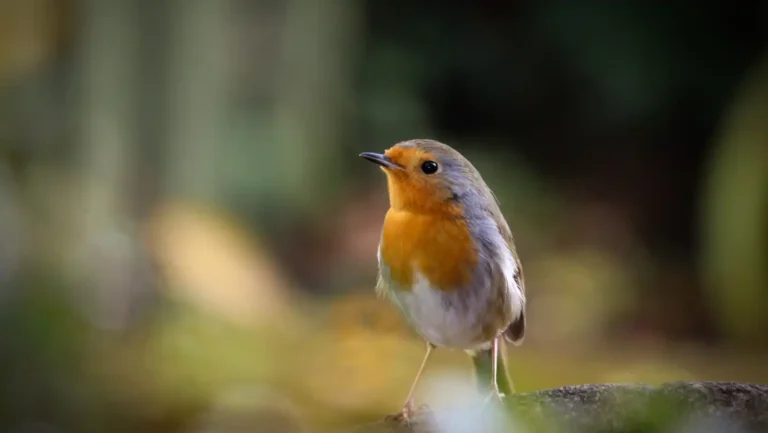 ICTQual Level 7 Diploma in Wildlife Photography Field Techniques