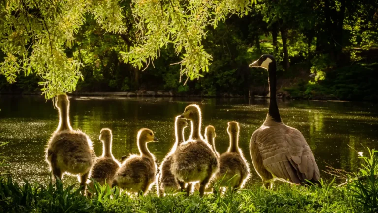 ICTQual Level 7 Diploma in Wildlife Population Assessment Techniques