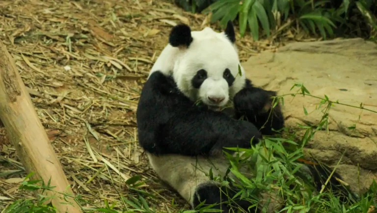 ICTQual Level 7 Diploma in Zoo Management and Animal Keeping