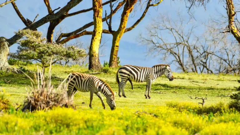 ICTQual Level 1 Award in Animal Rights and Wildlife Legislation