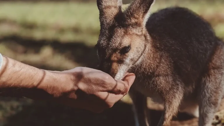 ICTQual Level 2 Award in Animal Rights and Wildlife Legislation