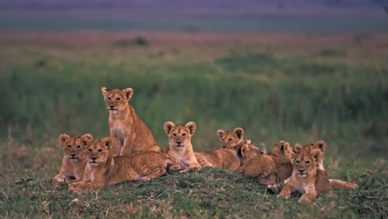 ICTQual Level 2 Award in Wildlife Related Conventions (CITES, CMS, CBD Ramsar)