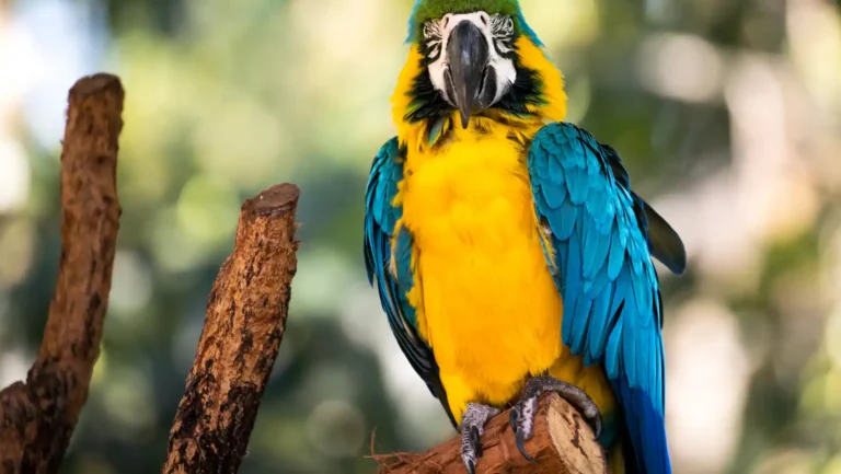 ICTQual Level 4 Diploma in Wildlife Related Conventions (CITES, CMS, CBD Ramsar)