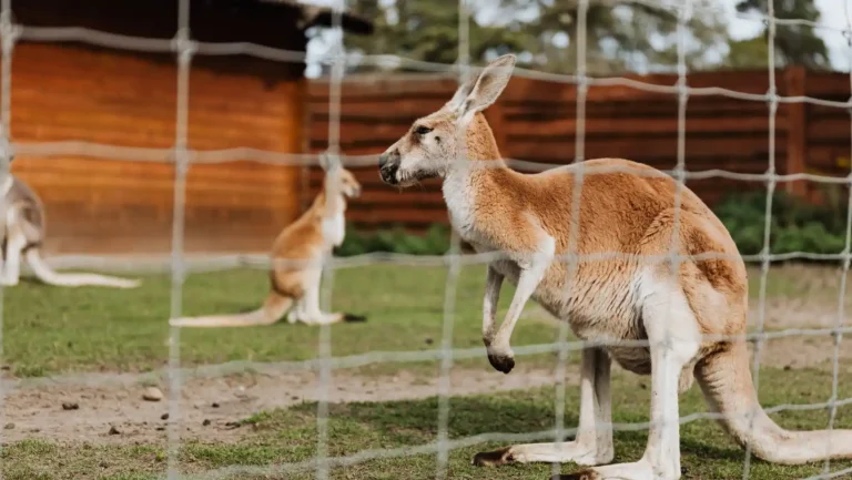 ICTQual Level 5 Diploma in Animal Rights and Wildlife Legislation