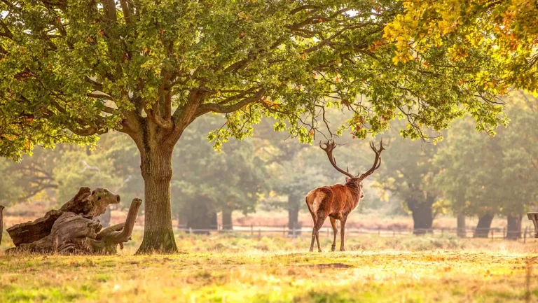 ICTQual Level 6 Diploma in Animal Rights and Wildlife Legislation